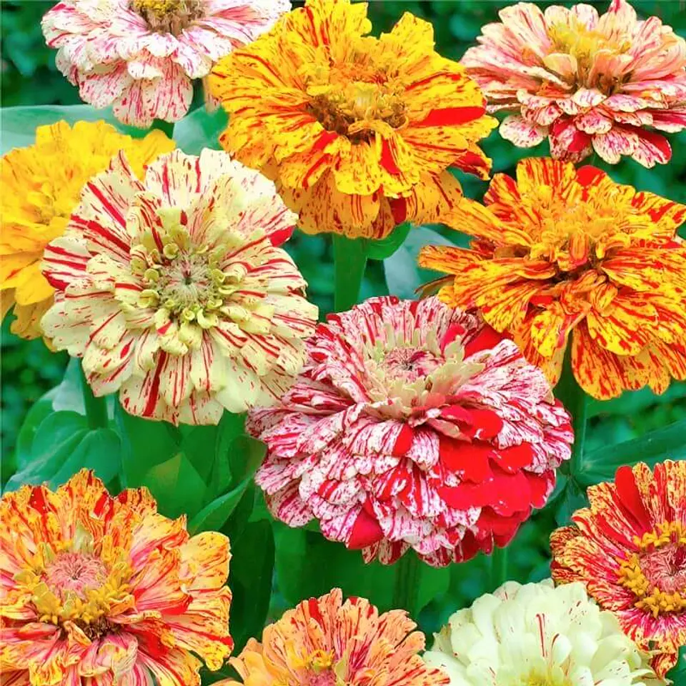 Semillas de Flores - Más de 75 Variedades  34