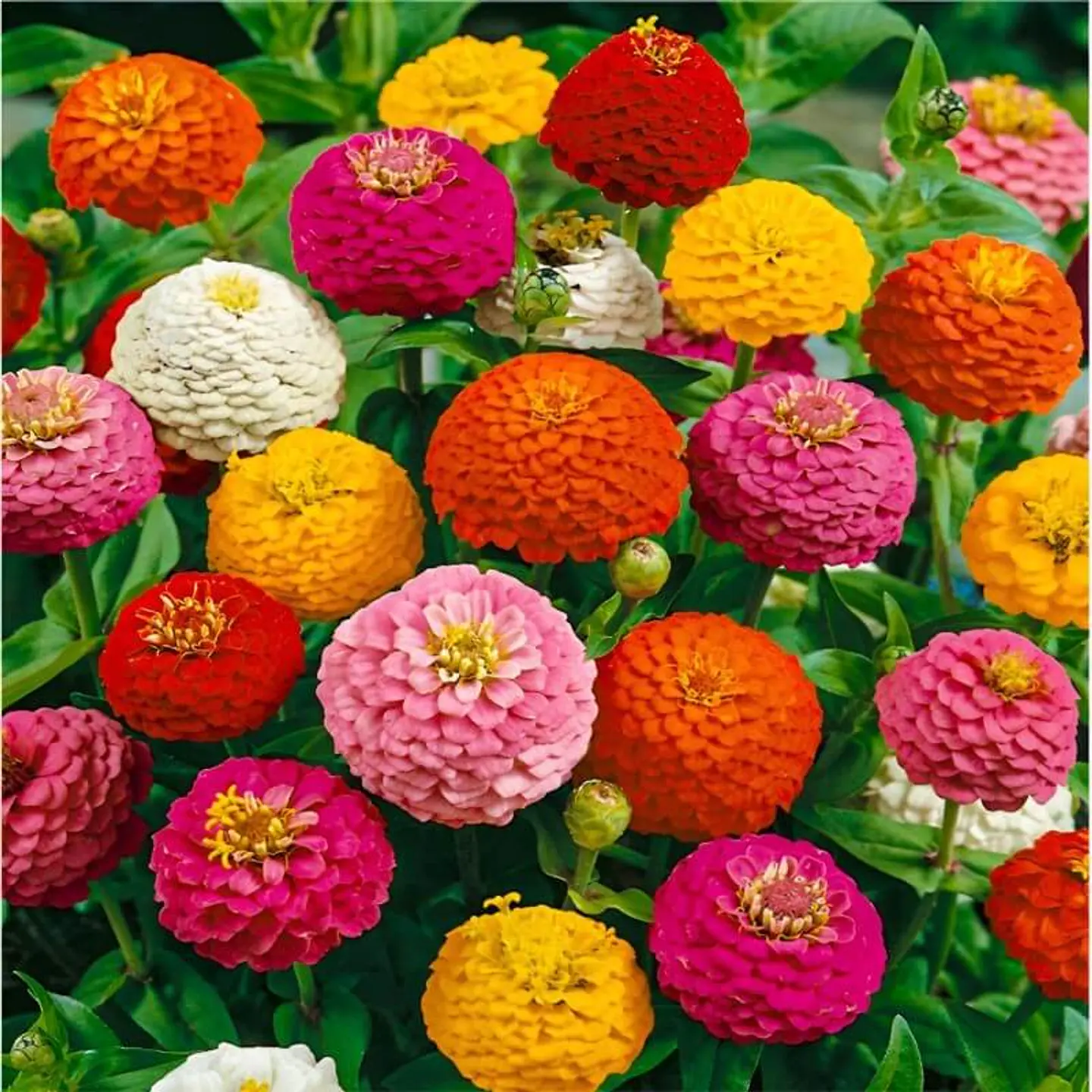 Semillas de Flores - Más de 75 Variedades  3