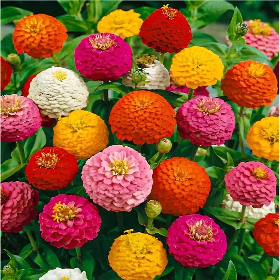 Semillas de Flores - Más de 75 Variedades  3