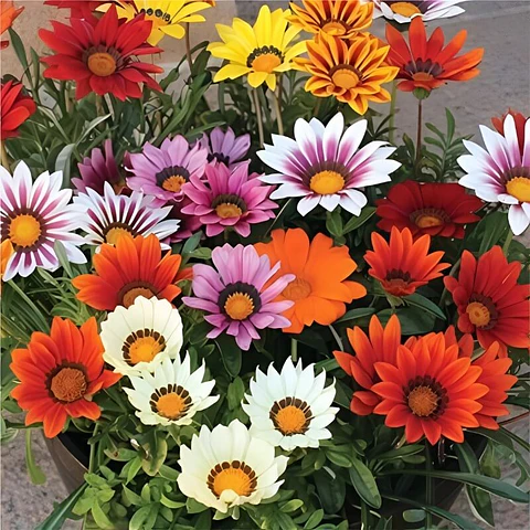 Semillas de Flores - Más de 75 Variedades 