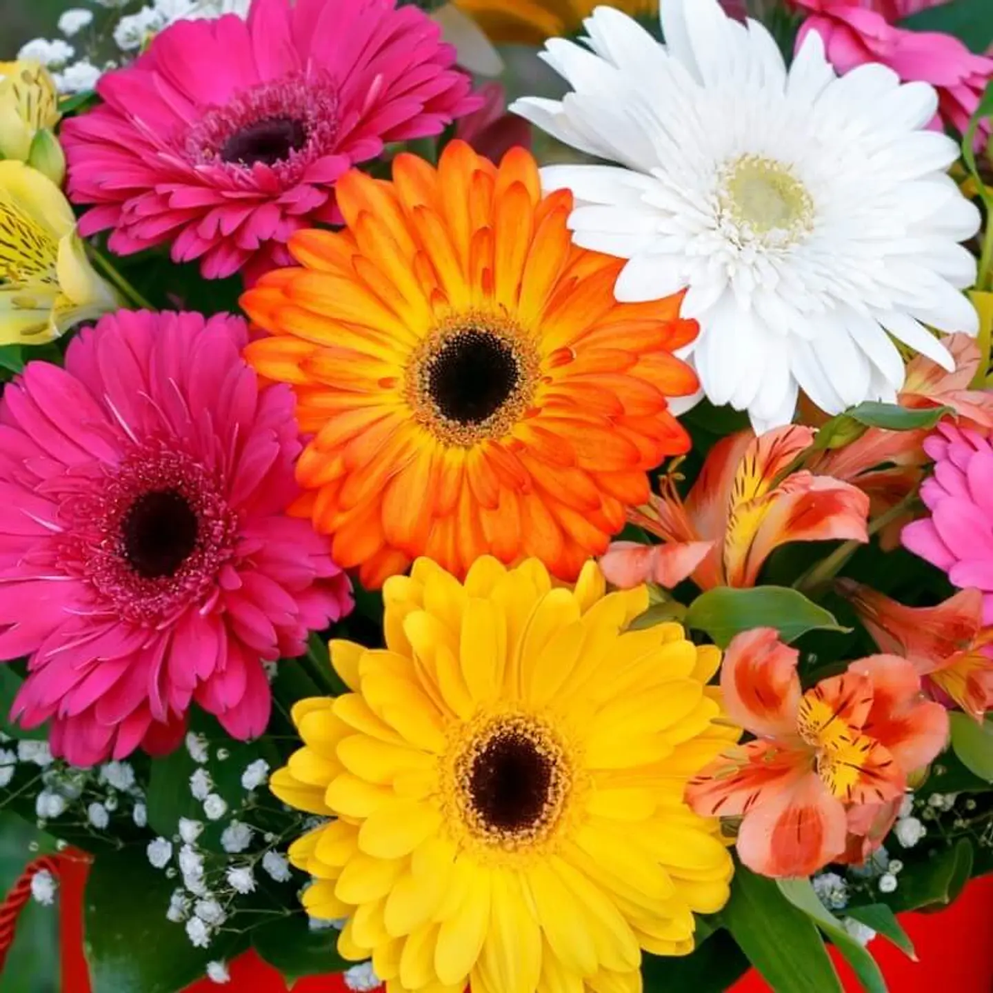 Semillas de Flores - Más de 75 Variedades  35