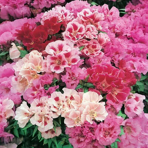Semillas de Flores - Más de 75 Variedades 