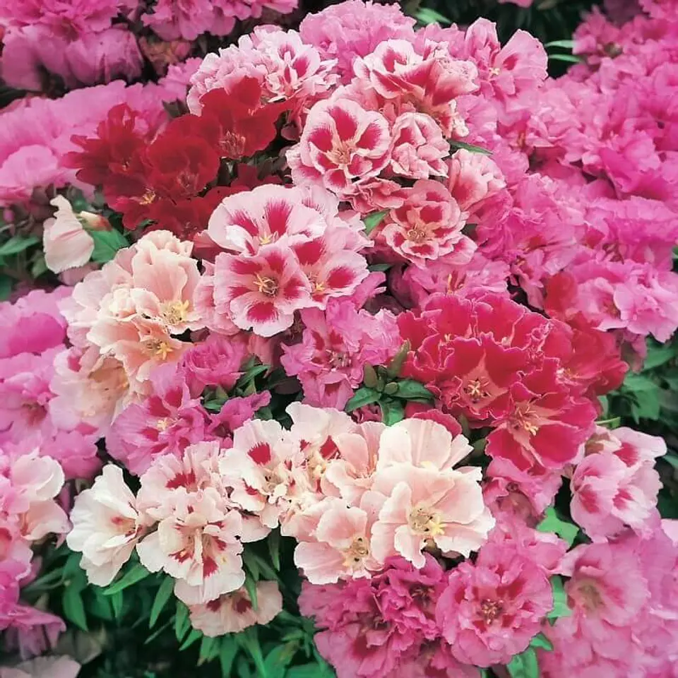 Semillas de Flores - Más de 75 Variedades  1