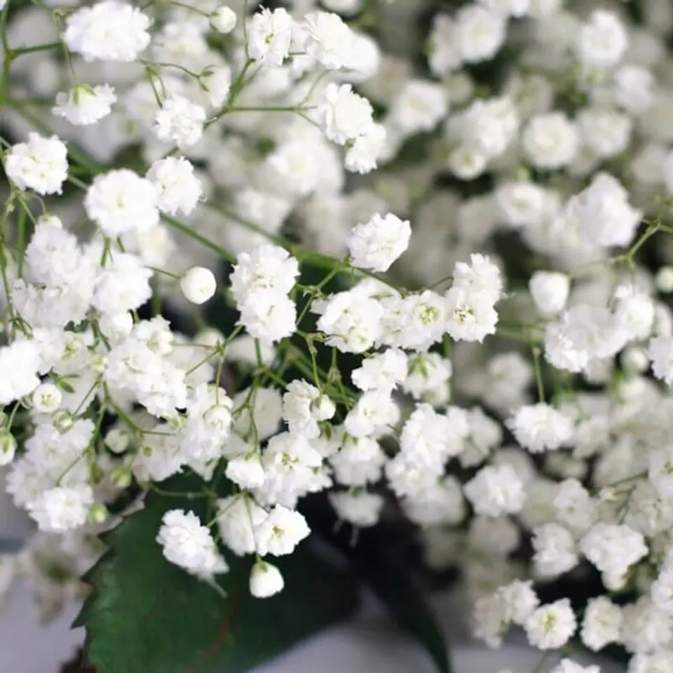 Semillas de Flores - Más de 75 Variedades  36