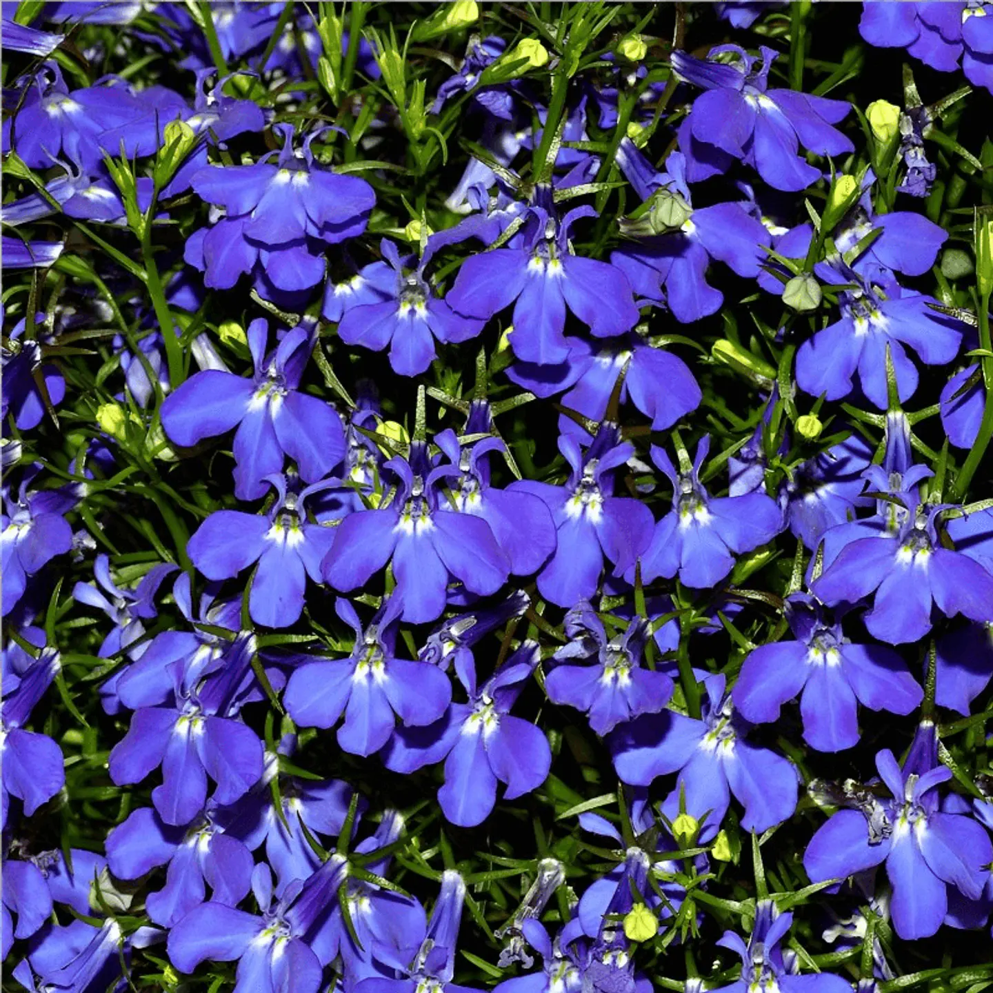 Semillas de Flores - Más de 75 Variedades  37