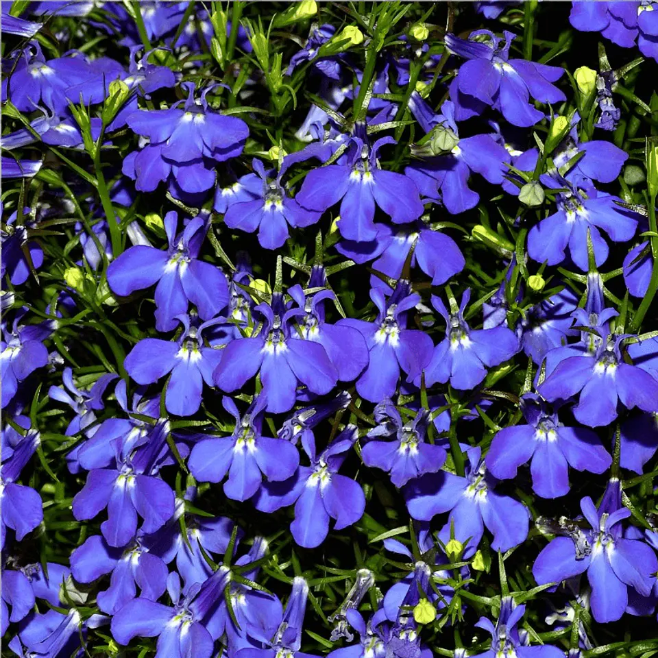 Semillas de Flores - Más de 75 Variedades  37