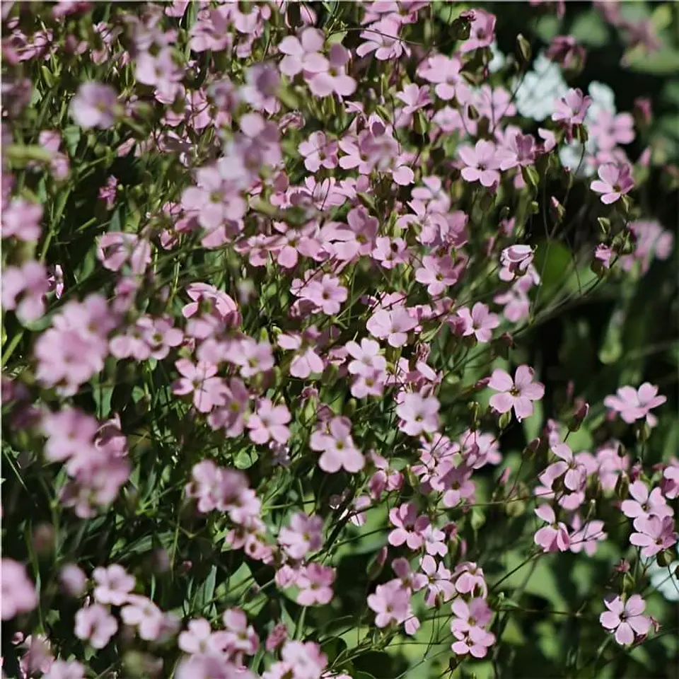 Semillas de Flores - Más de 75 Variedades  39