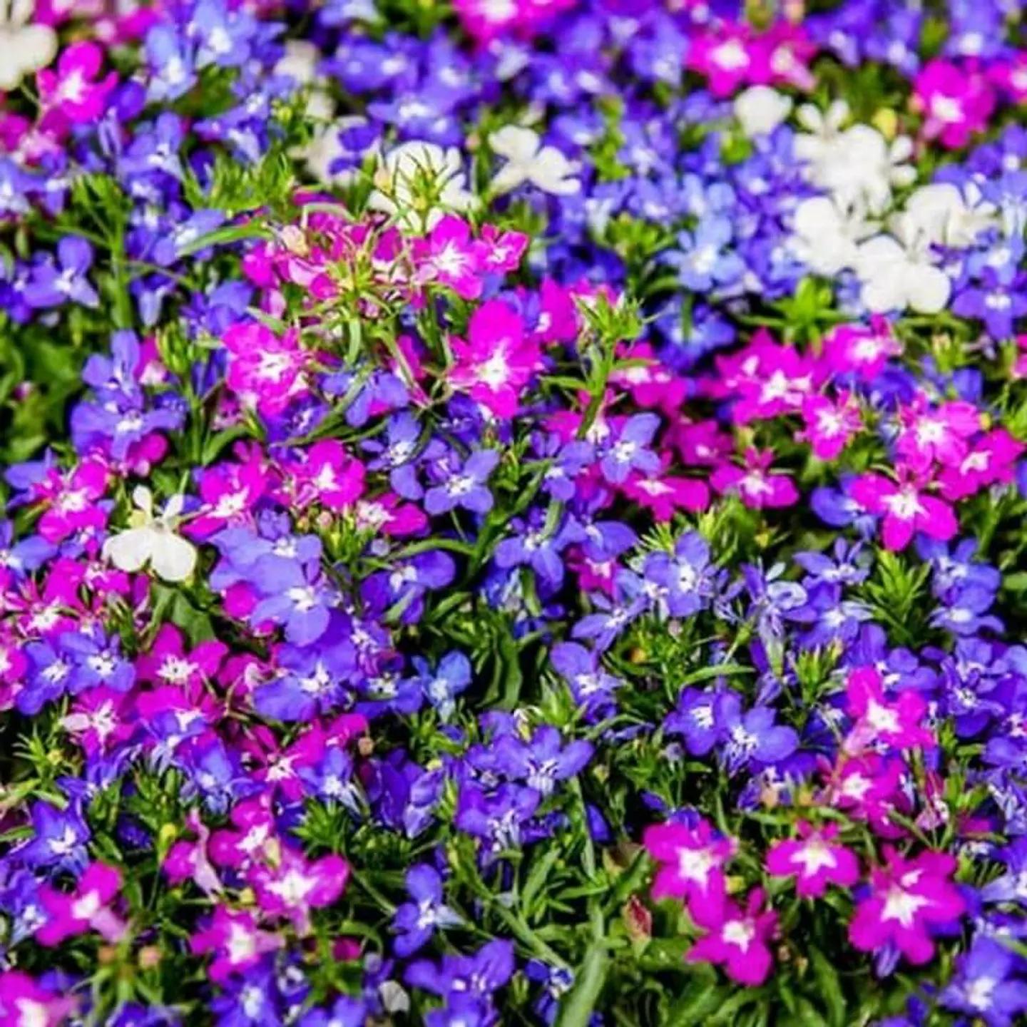 Semillas de Flores - Más de 75 Variedades  40