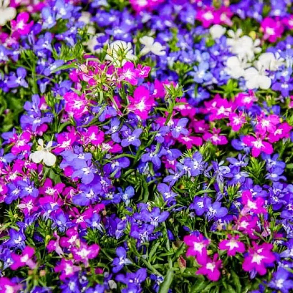 Semillas de Flores - Más de 75 Variedades  40