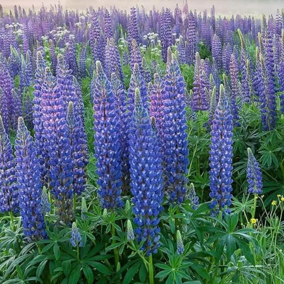 Semillas de Flores - Más de 75 Variedades  41