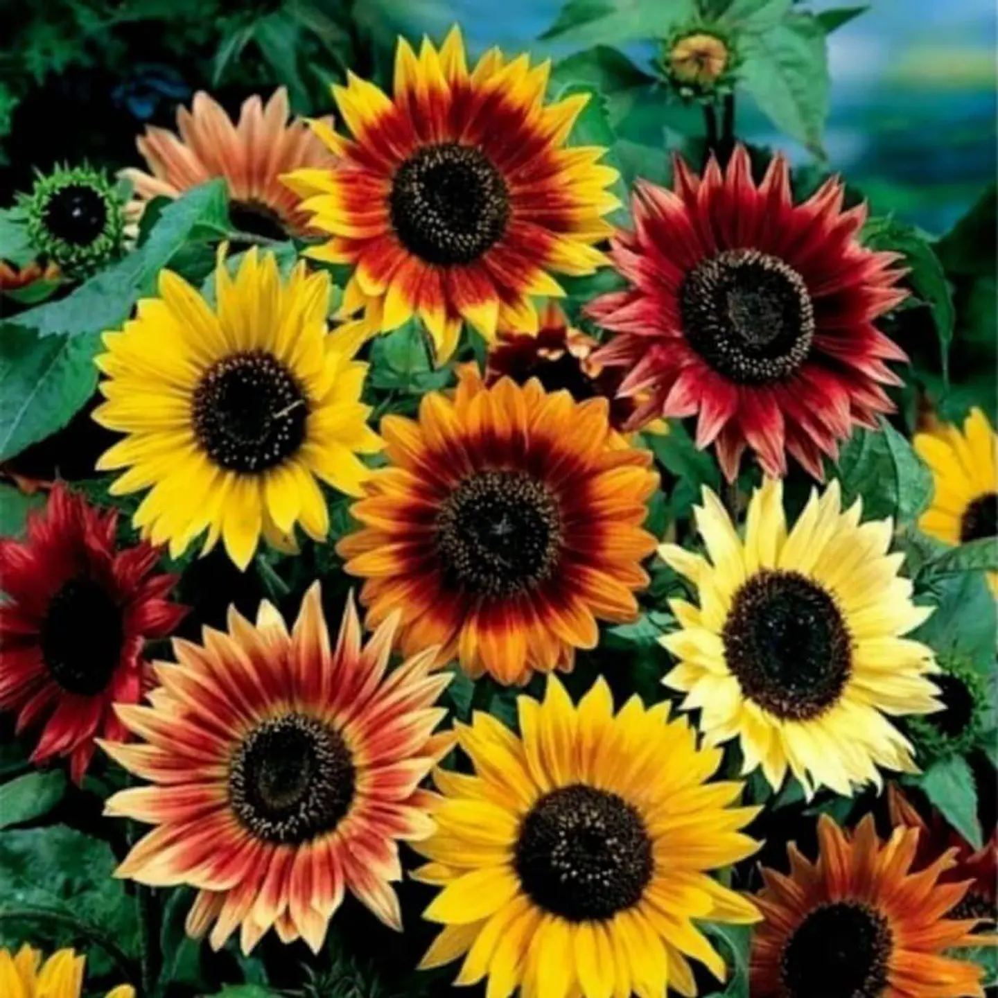 Semillas de Flores - Más de 75 Variedades  42