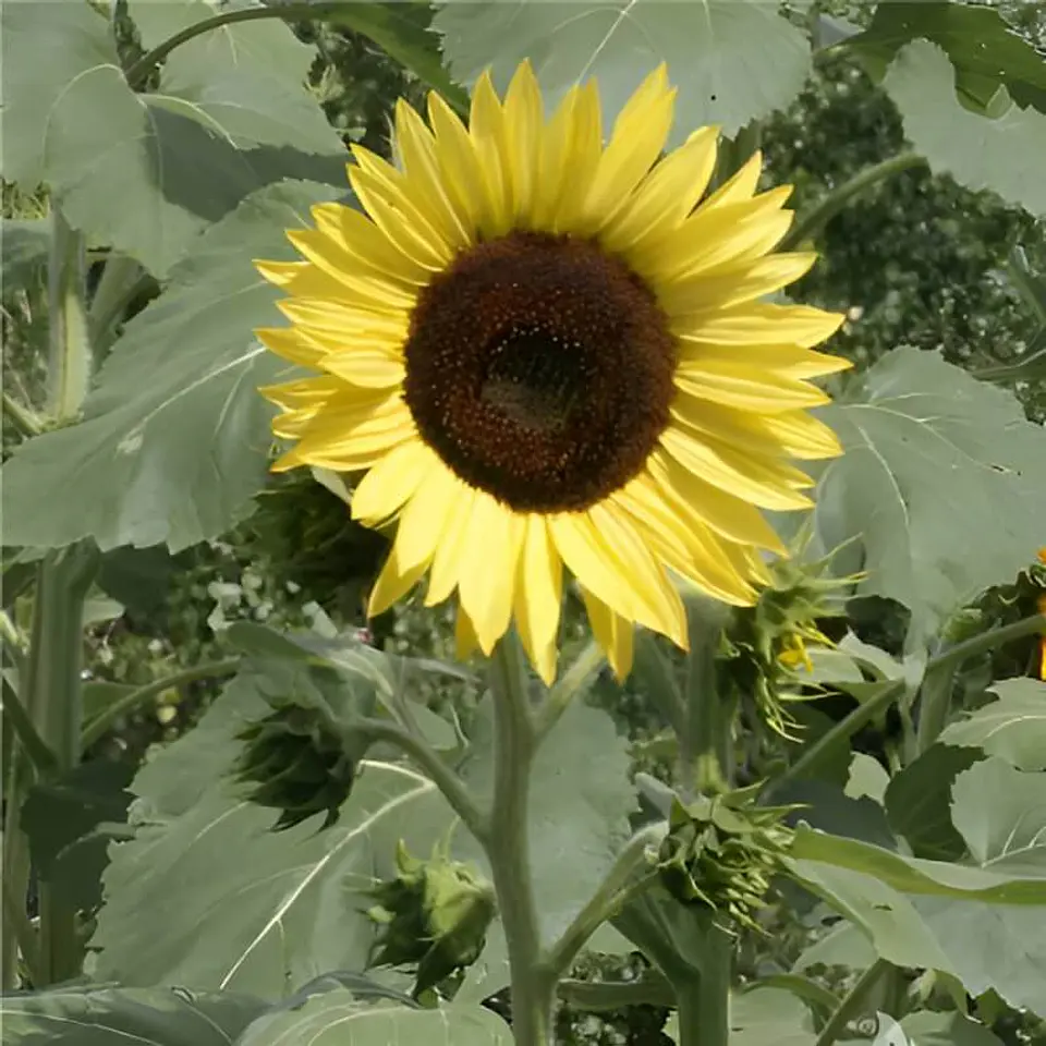 Semillas de Flores - Más de 75 Variedades  43