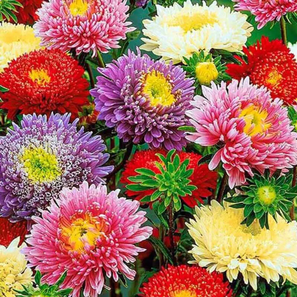 Semillas de Flores - Más de 75 Variedades  45