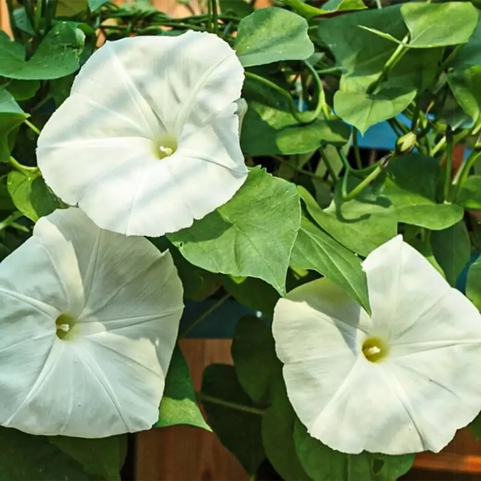 Semillas de Flores - Más de 75 Variedades  47