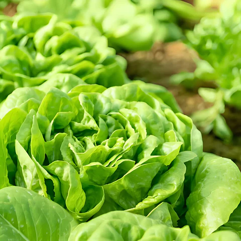 Semillas Hortalizas Y Aromáticas - Más de 80 Variedades 