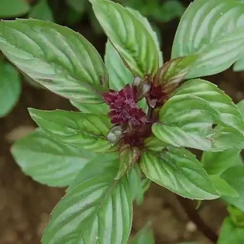 Semillas Hortalizas Y Aromáticas - Más de 80 Variedades 
