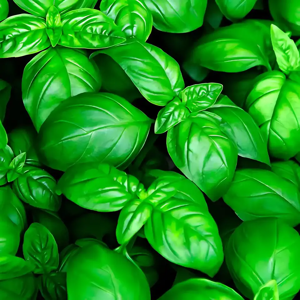 Semillas Hortalizas Y Aromáticas - Más de 80 Variedades  9