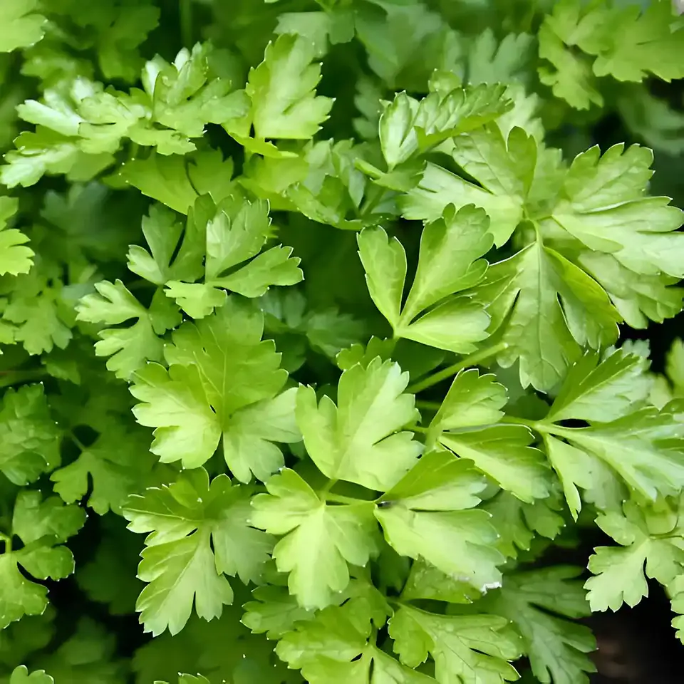 Semillas Hortalizas Y Aromáticas - Más de 80 Variedades  14