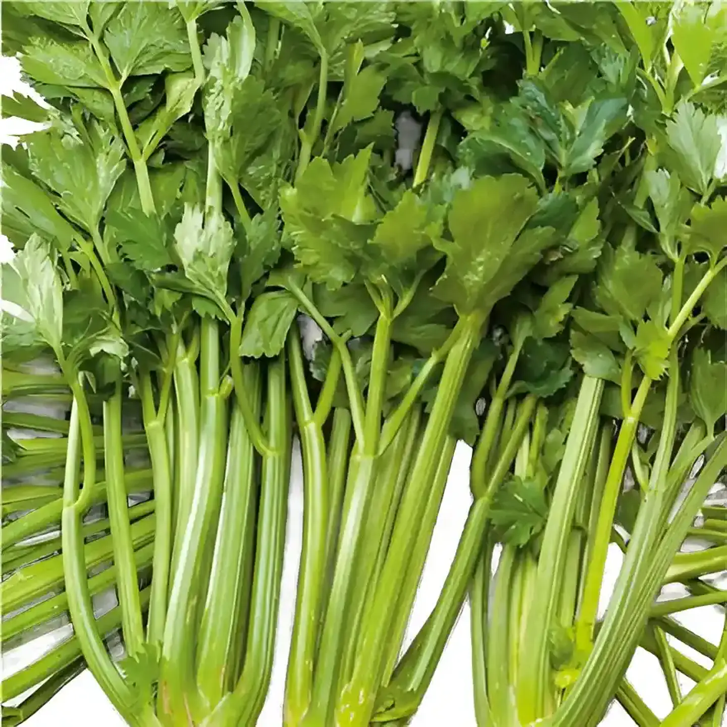 Semillas Hortalizas Y Aromáticas - Más de 80 Variedades  16