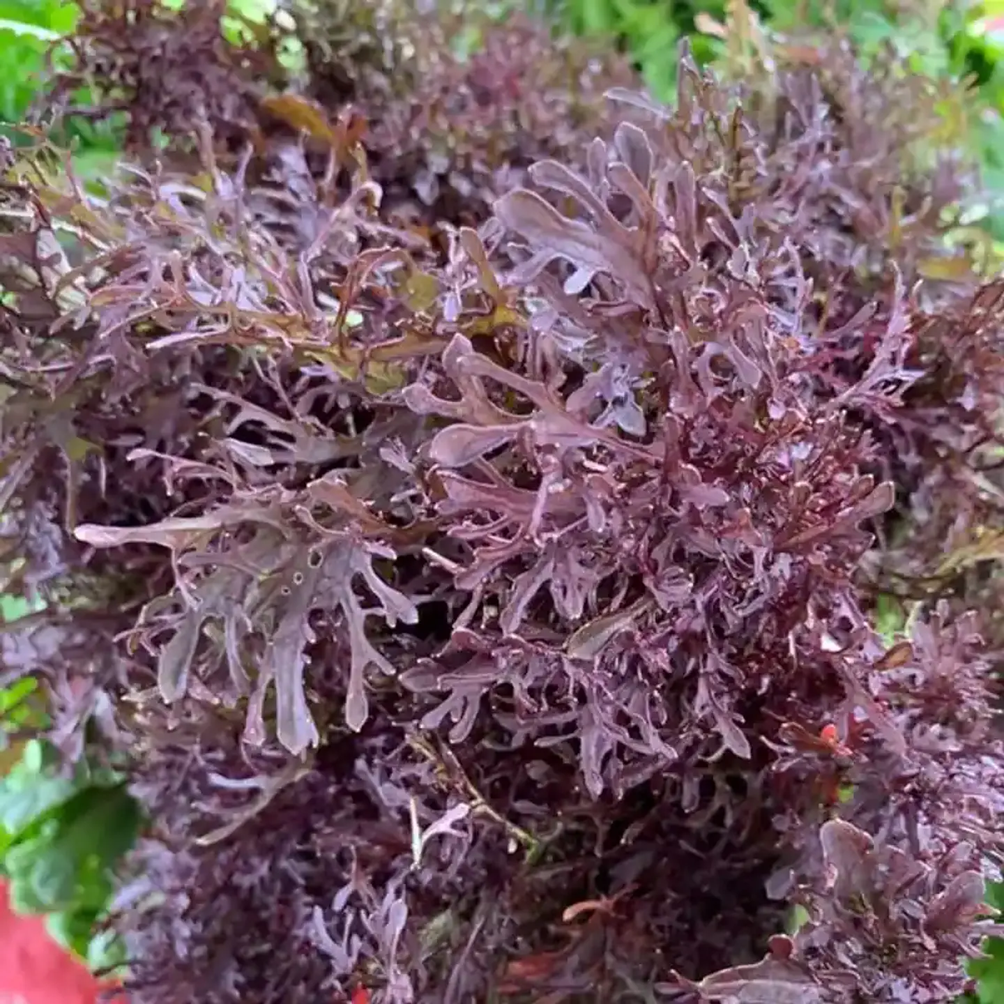 Semillas Hortalizas Y Aromáticas - Más de 80 Variedades  17