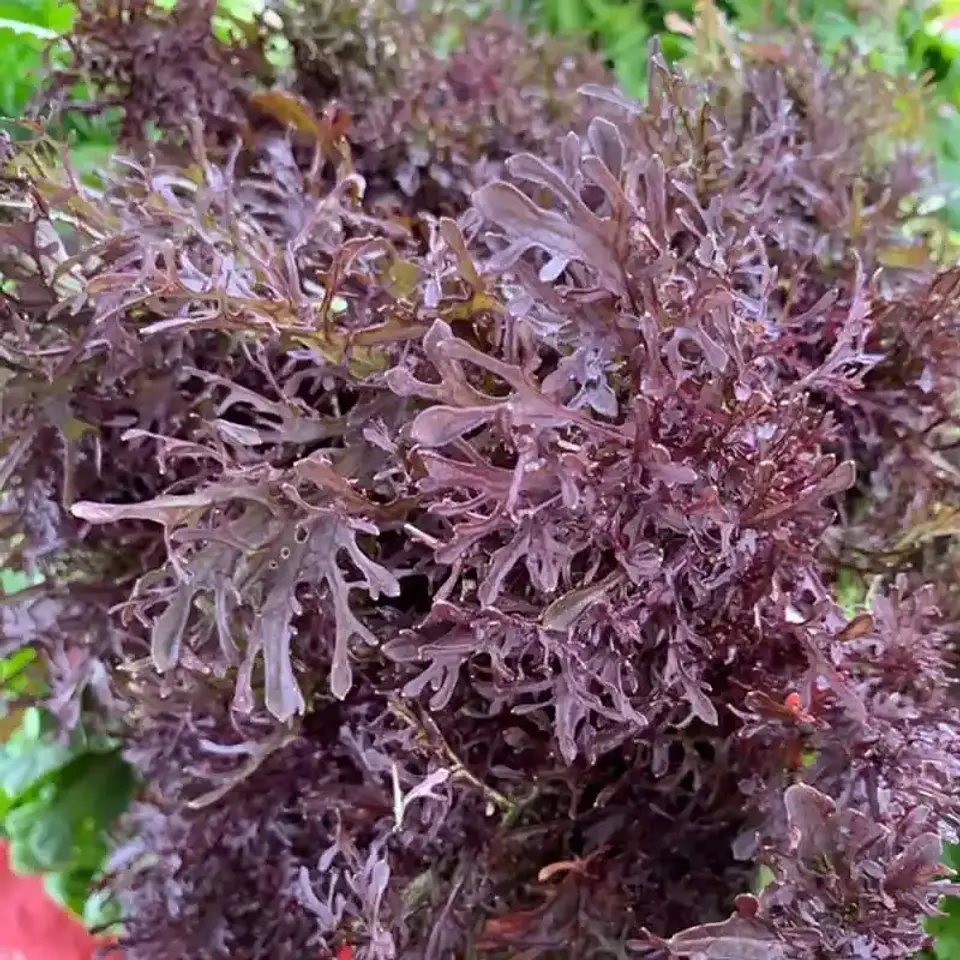 Semillas Hortalizas Y Aromáticas - Más de 80 Variedades  17