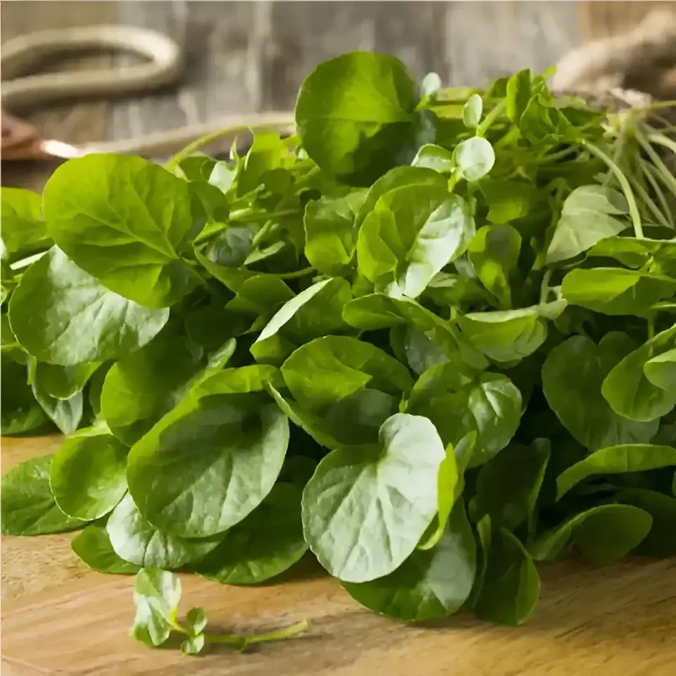 Semillas Hortalizas Y Aromáticas - Más de 80 Variedades  20
