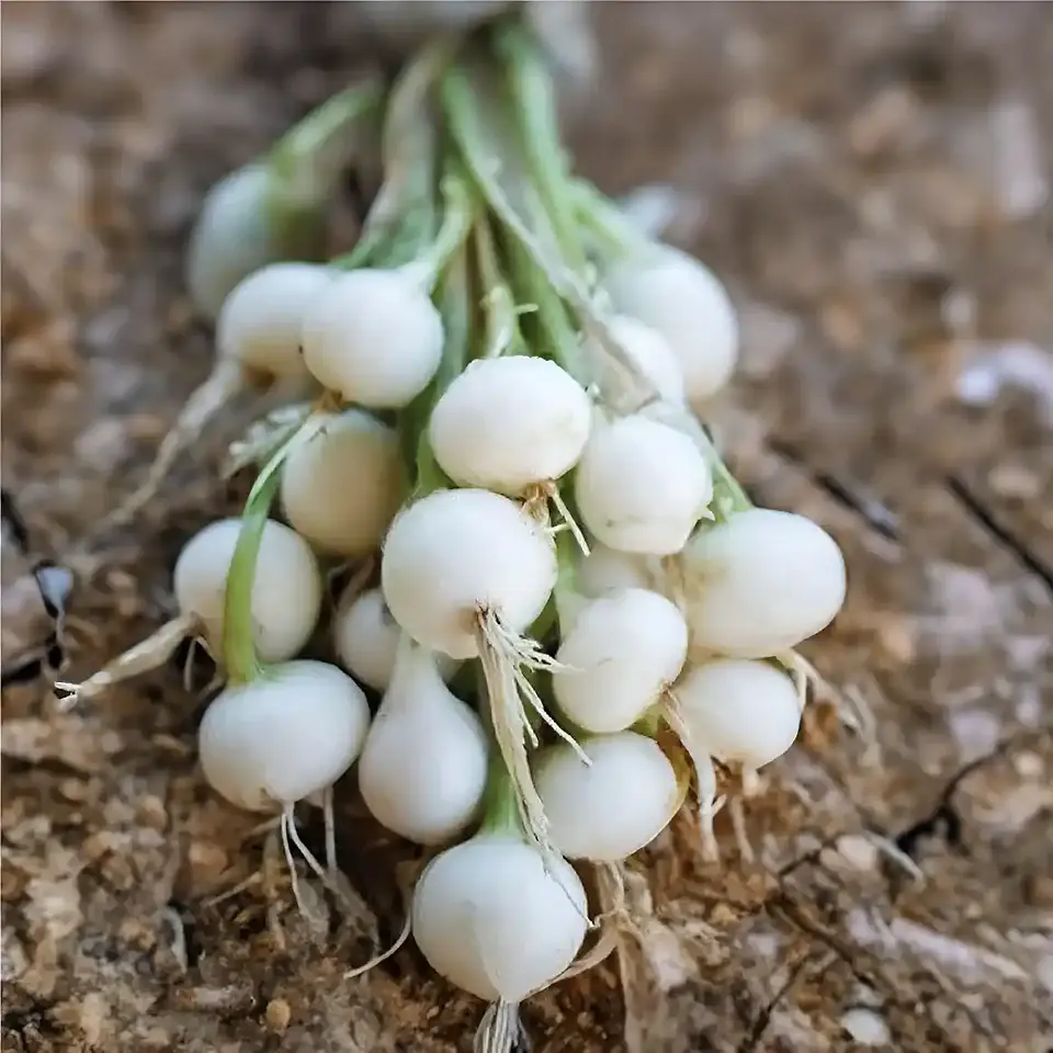 Semillas Hortalizas Y Aromáticas - Más de 80 Variedades  23