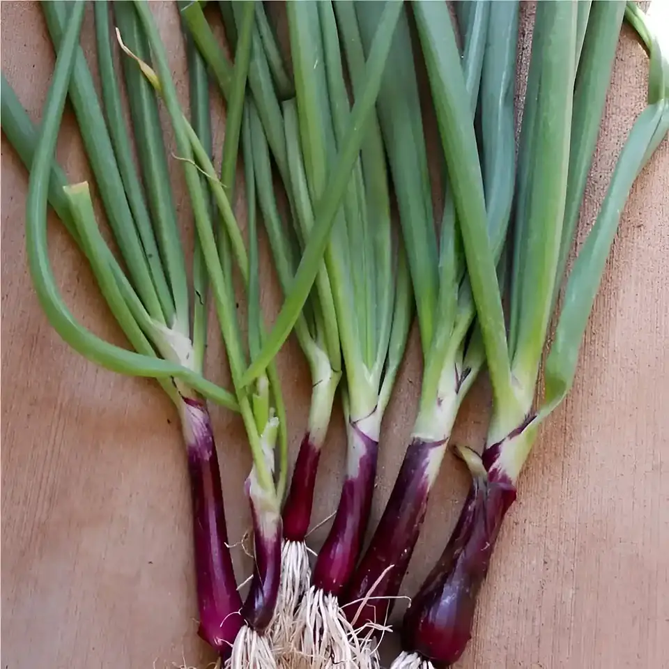 Semillas Hortalizas Y Aromáticas - Más de 80 Variedades  28