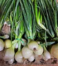 Semillas Hortalizas Y Aromáticas - Más de 80 Variedades  - Miniatura 30
