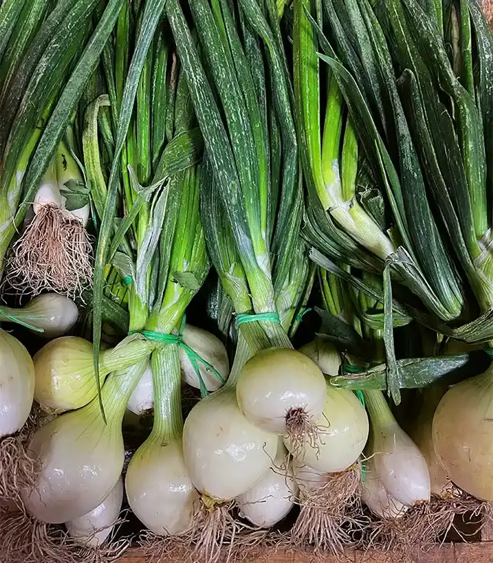 Semillas Hortalizas Y Aromáticas - Más de 80 Variedades  30