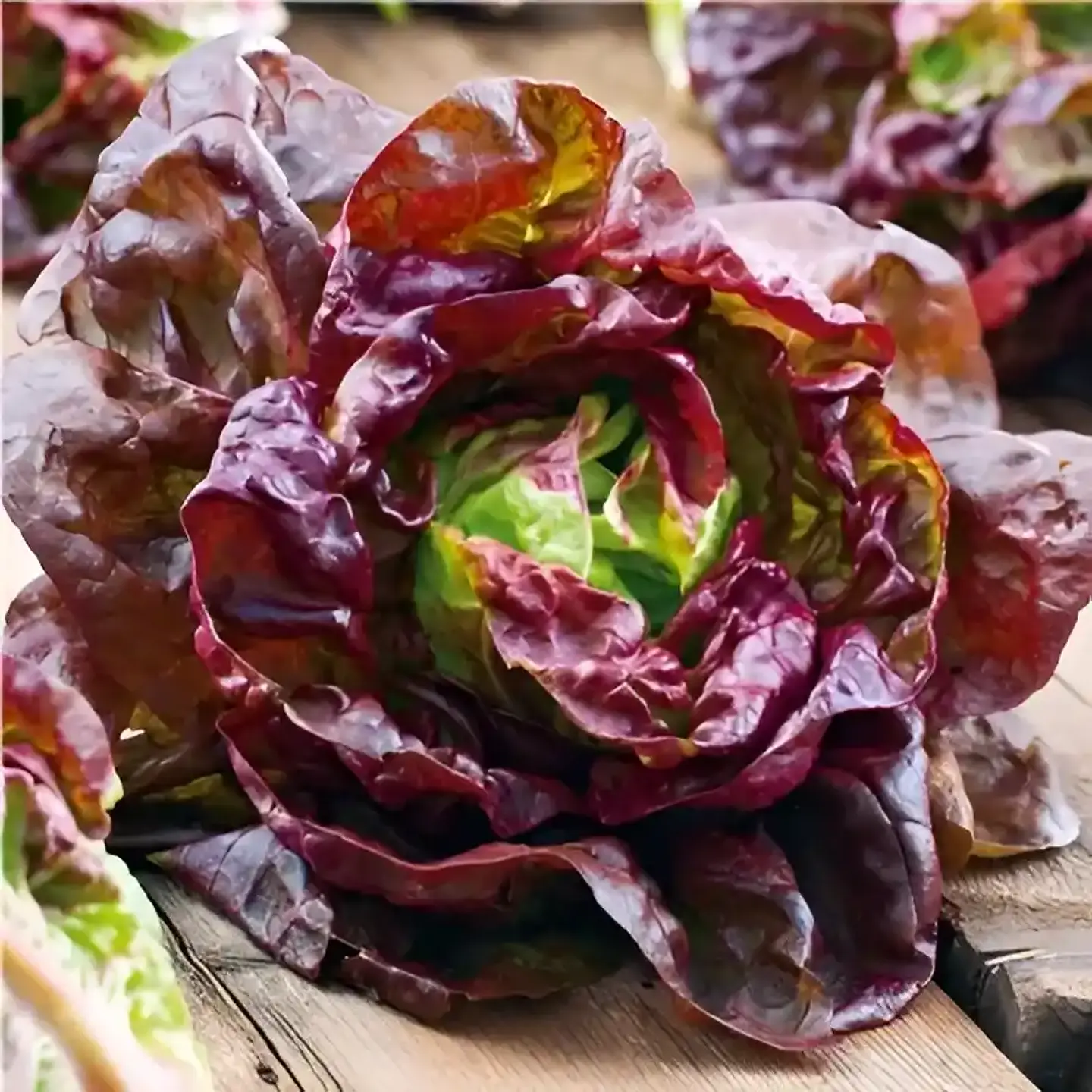 Semillas Hortalizas Y Aromáticas - Más de 80 Variedades  31