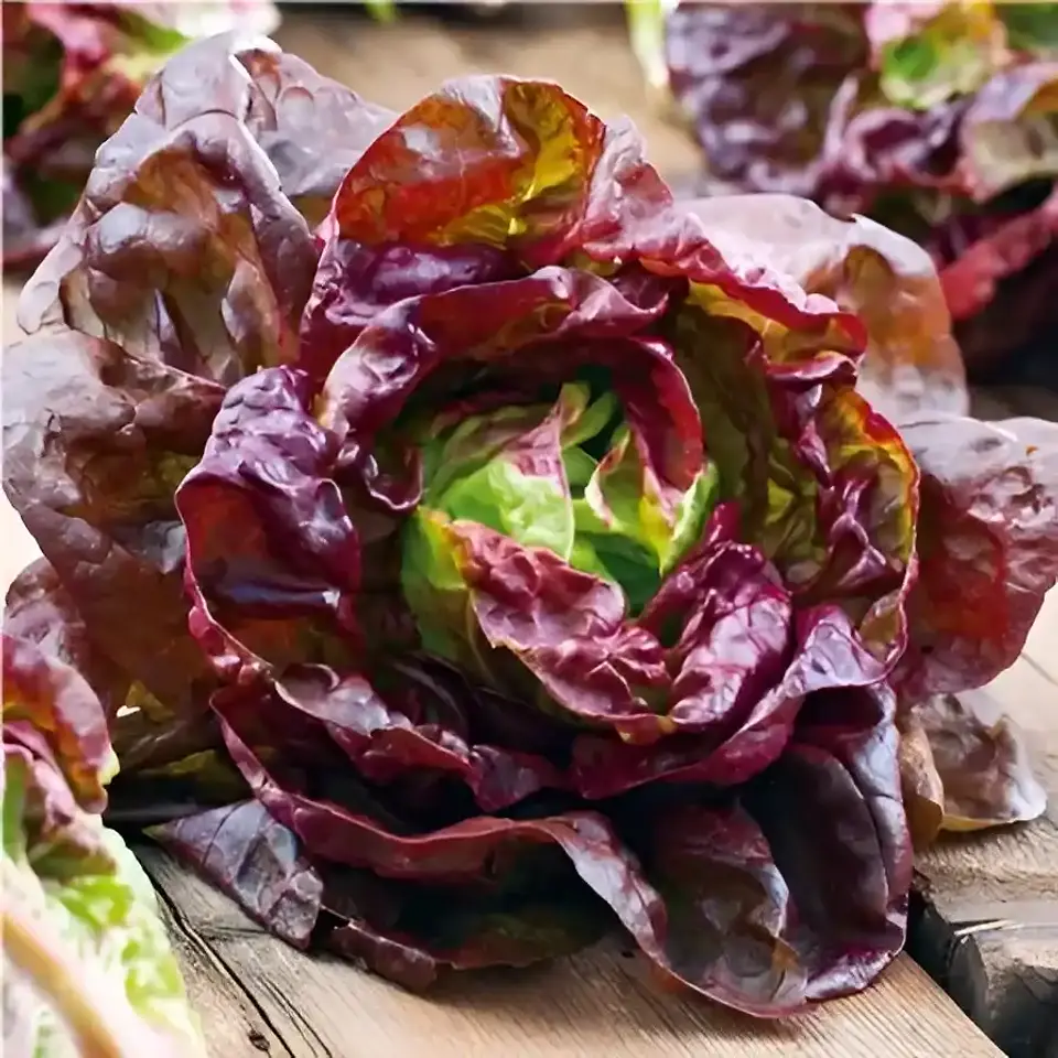 Semillas Hortalizas Y Aromáticas - Más de 80 Variedades  31