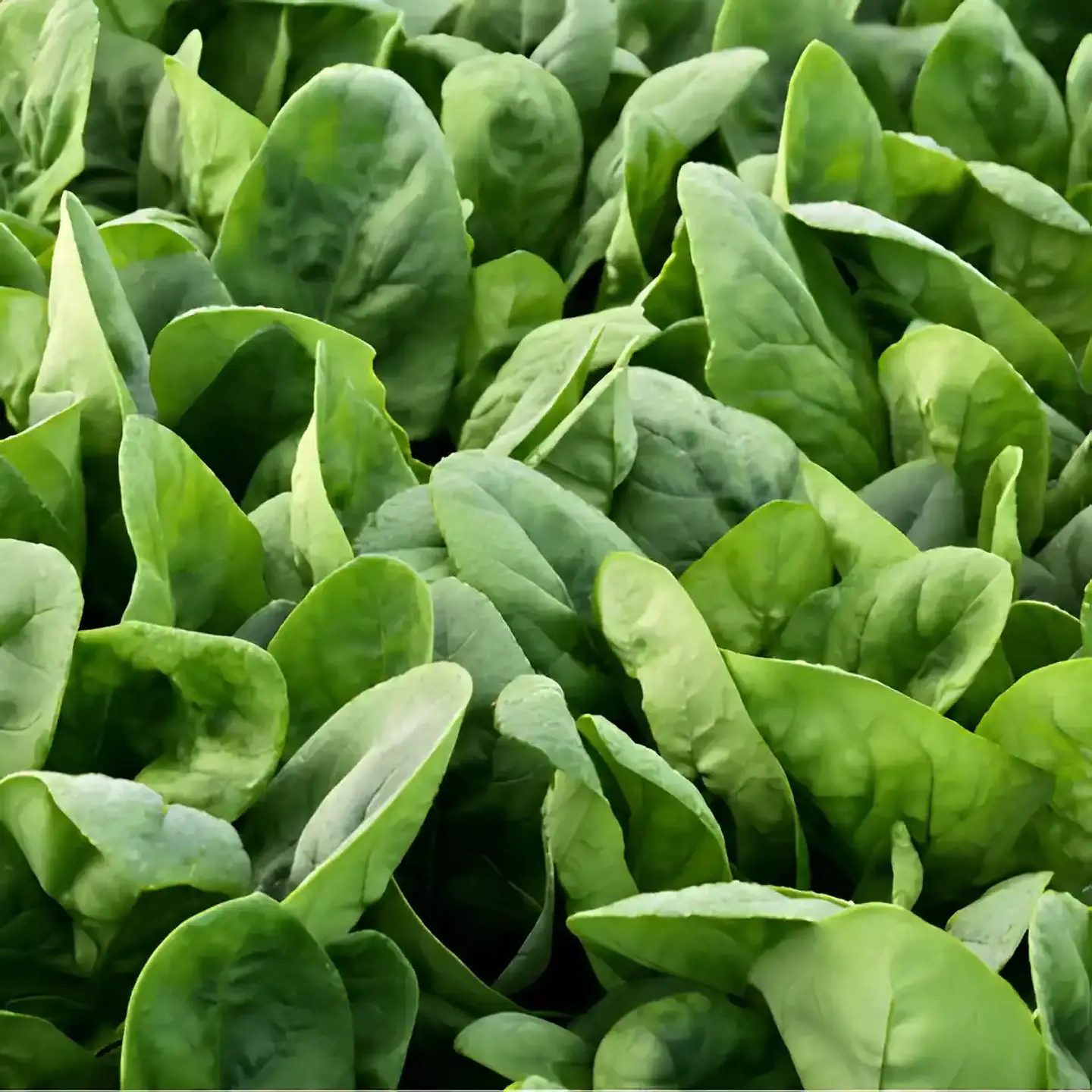 Semillas Hortalizas Y Aromáticas - Más de 80 Variedades  32
