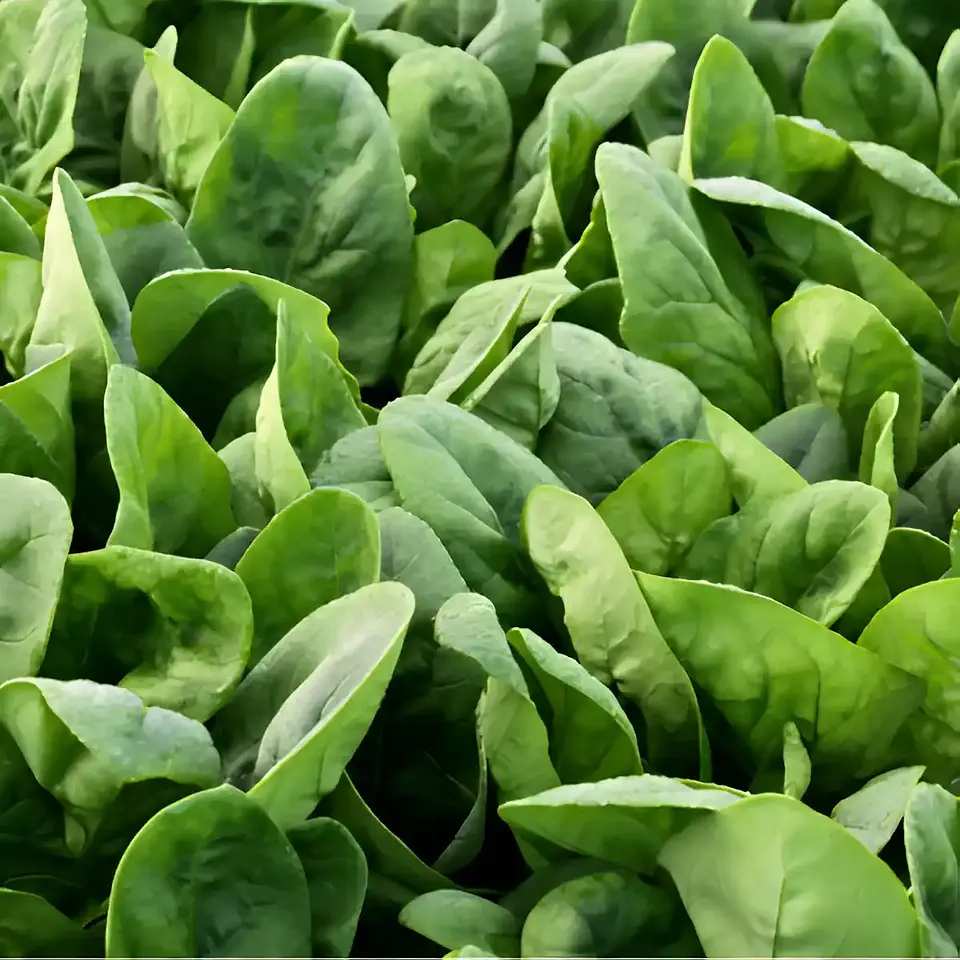 Semillas Hortalizas Y Aromáticas - Más de 80 Variedades  32