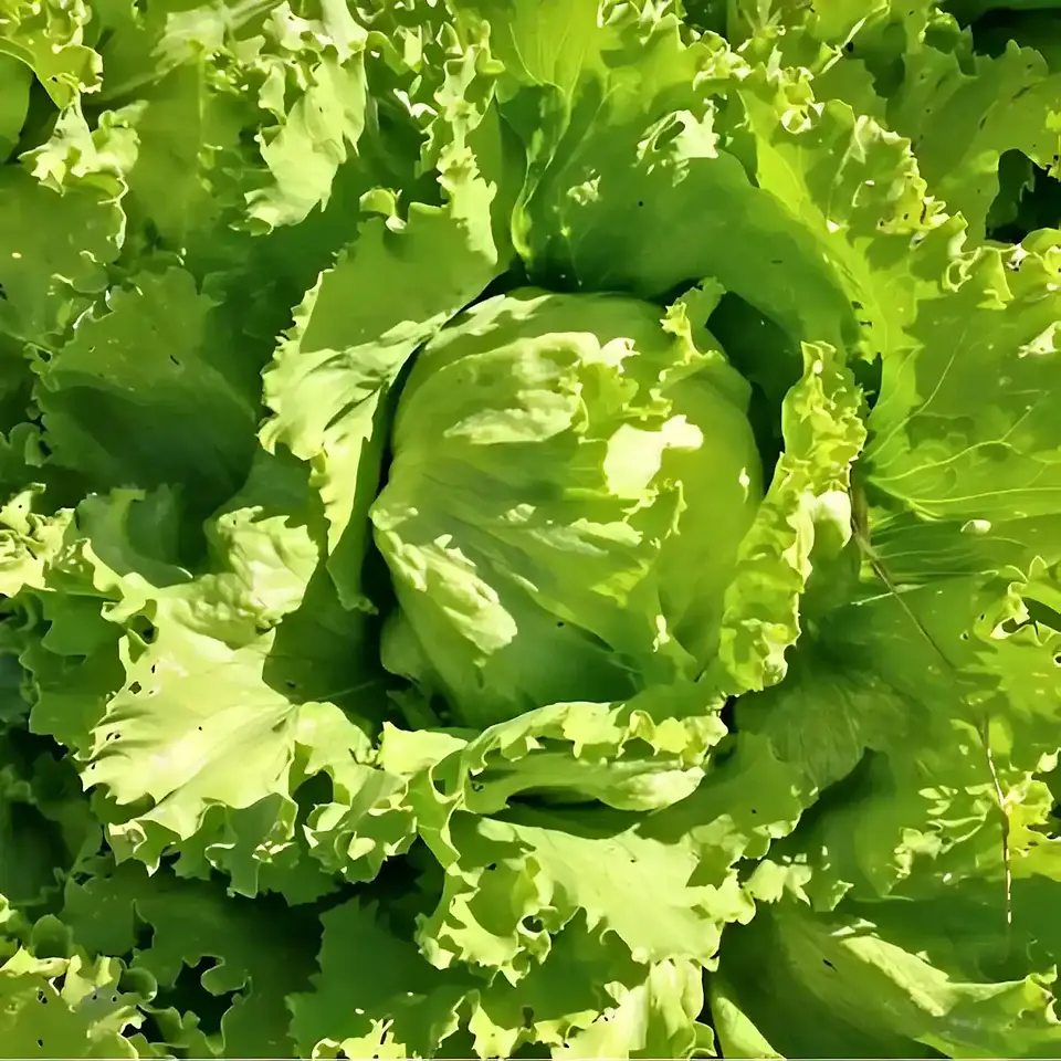 Semillas Hortalizas Y Aromáticas - Más de 80 Variedades  38