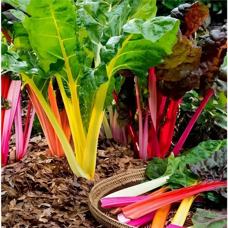 Semillas Hortalizas Y Aromáticas - Más de 80 Variedades  40