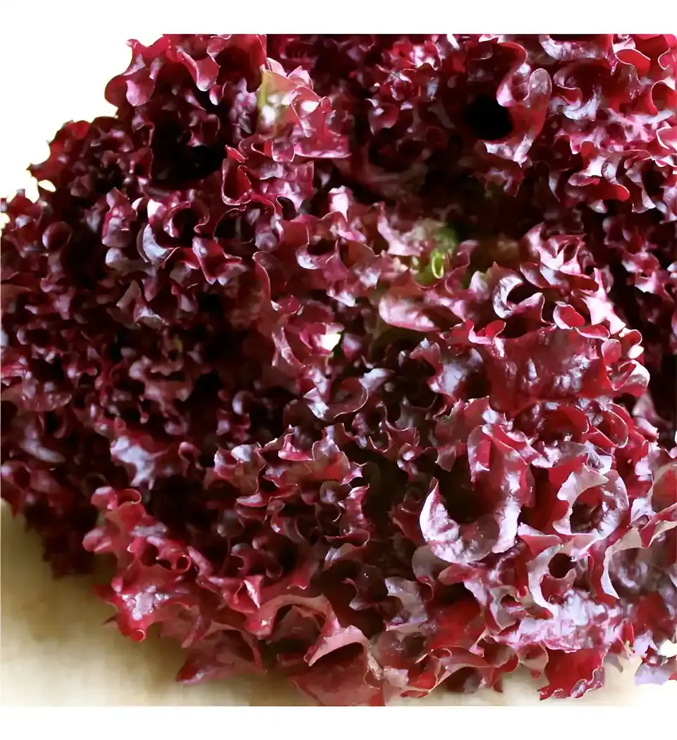 Semillas Hortalizas Y Aromáticas - Más de 80 Variedades  43
