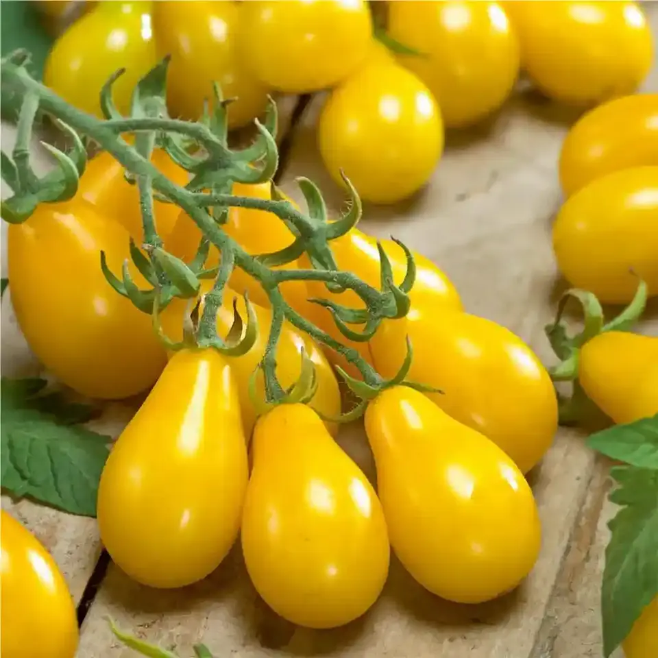 Semillas Hortalizas y Aromáticas | Más de 70 Variedades 6