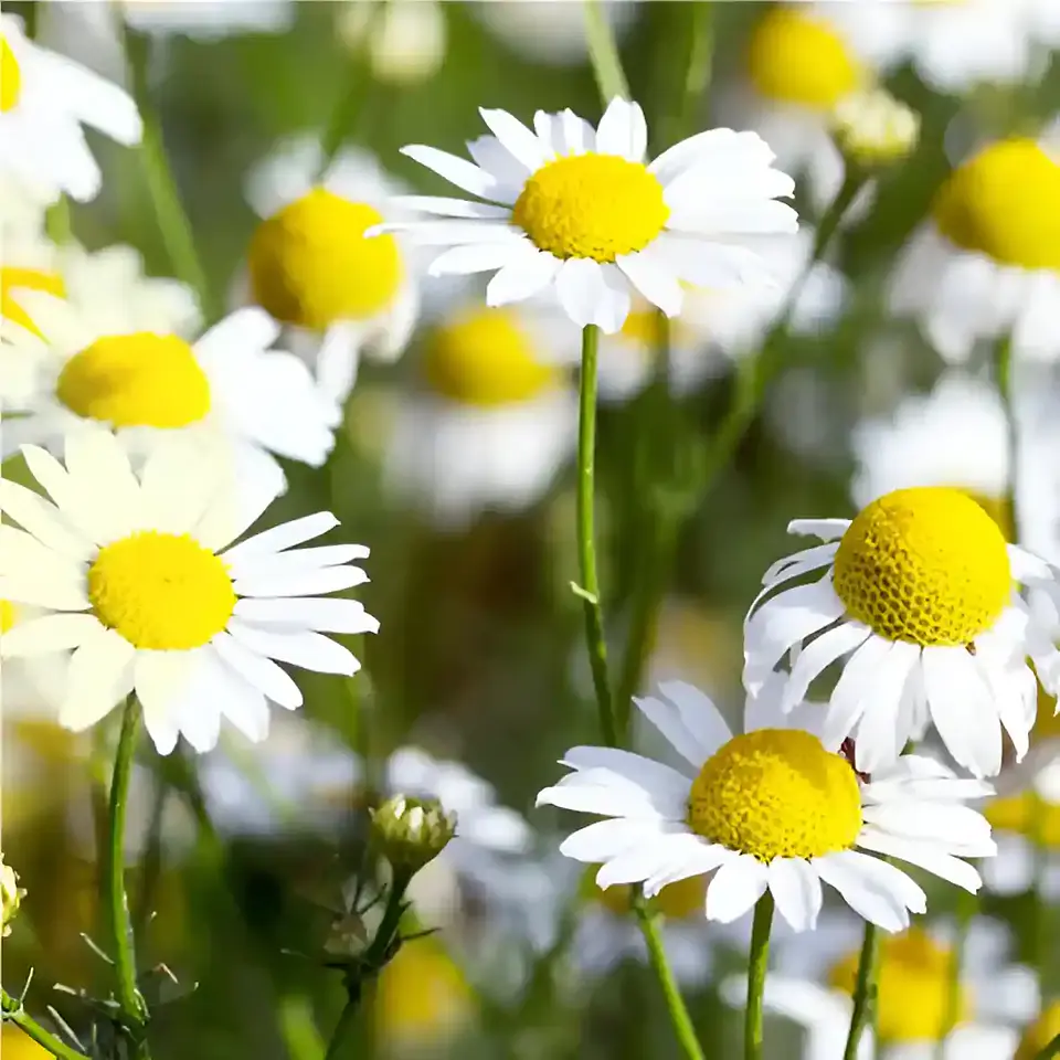 Semillas Hortalizas y Aromáticas | Más de 70 Variedades 10