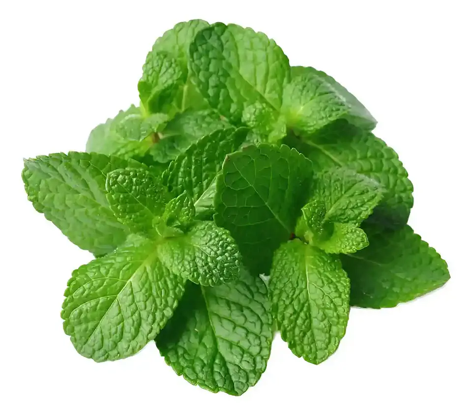 Semillas Hortalizas y Aromáticas | Más de 70 Variedades 11