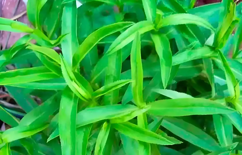 Semillas Hortalizas y Aromáticas | Más de 70 Variedades 12