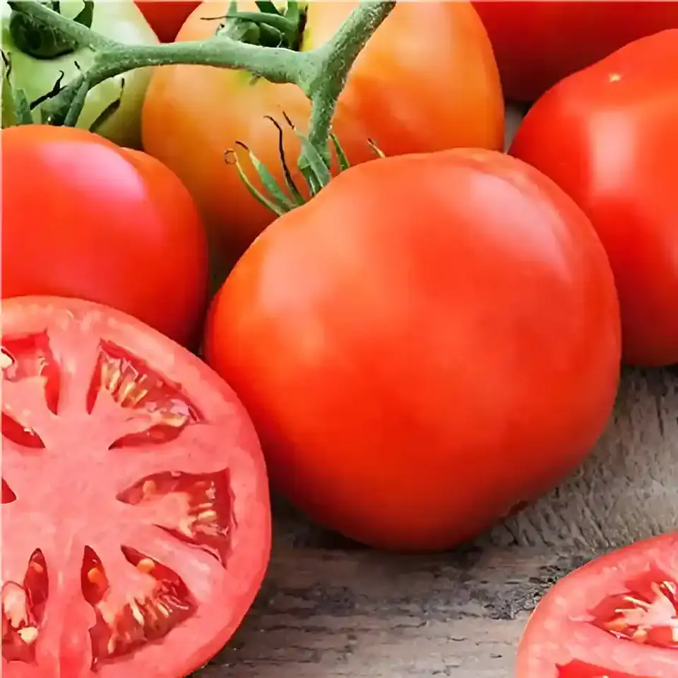 Semillas Hortalizas y Aromáticas | Más de 70 Variedades 14