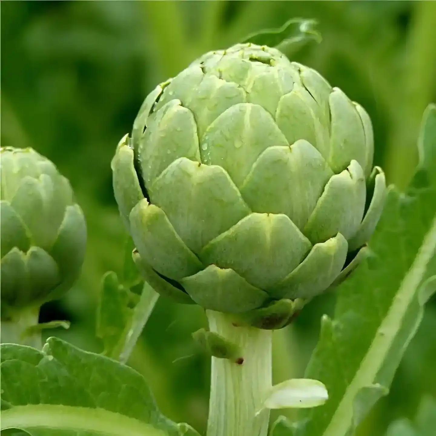 Semillas Hortalizas y Aromáticas | Más de 70 Variedades 3