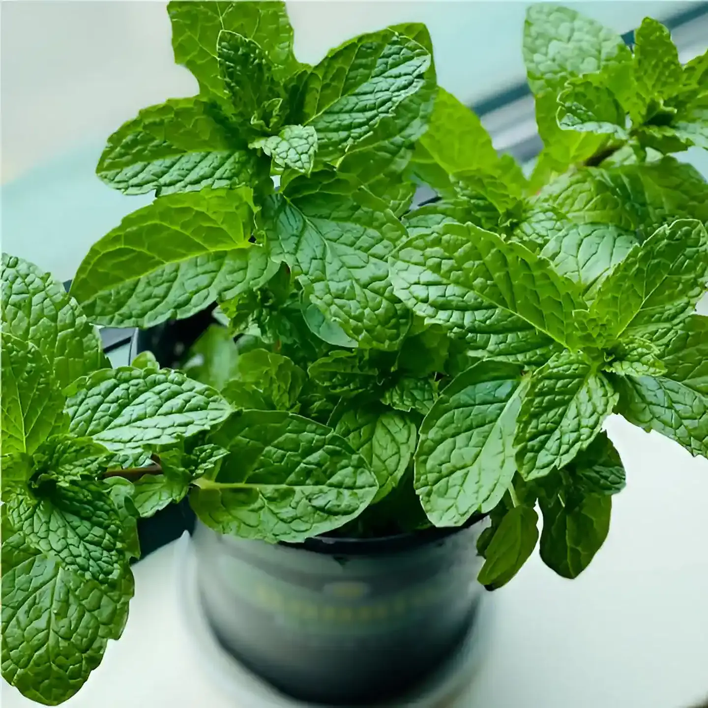 Semillas Hortalizas y Aromáticas | Más de 70 Variedades 19