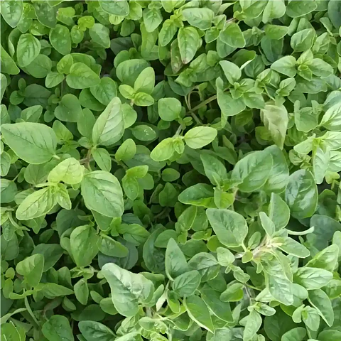 Semillas Hortalizas y Aromáticas | Más de 70 Variedades