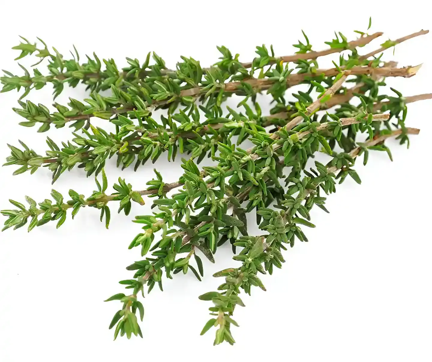 Semillas Hortalizas y Aromáticas | Más de 70 Variedades 20