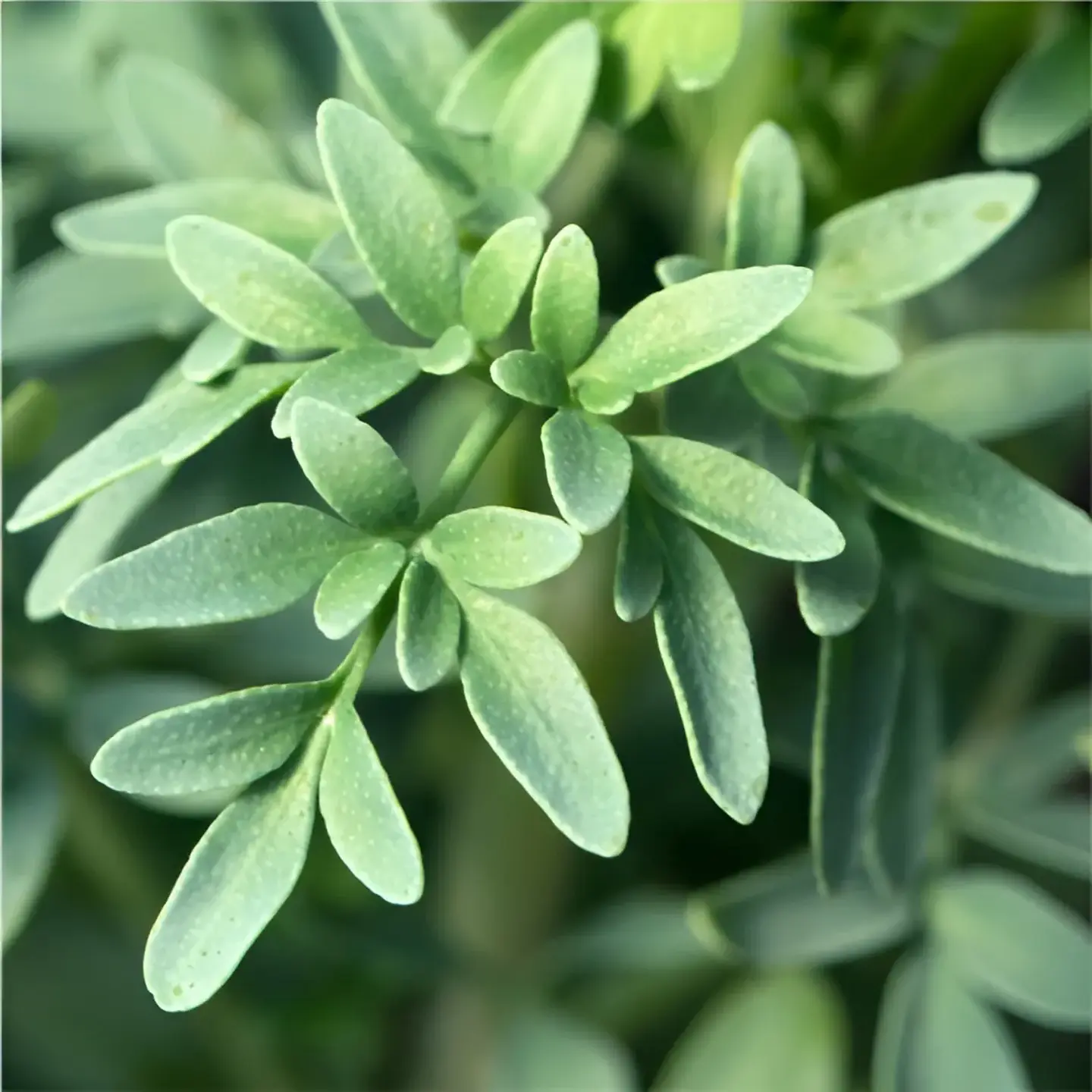 Semillas Hortalizas y Aromáticas | Más de 70 Variedades 23