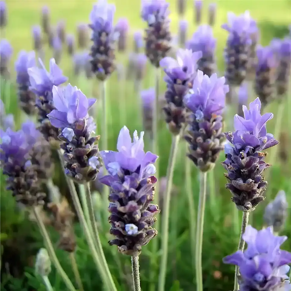 Semillas Hortalizas y Aromáticas | Más de 70 Variedades 26