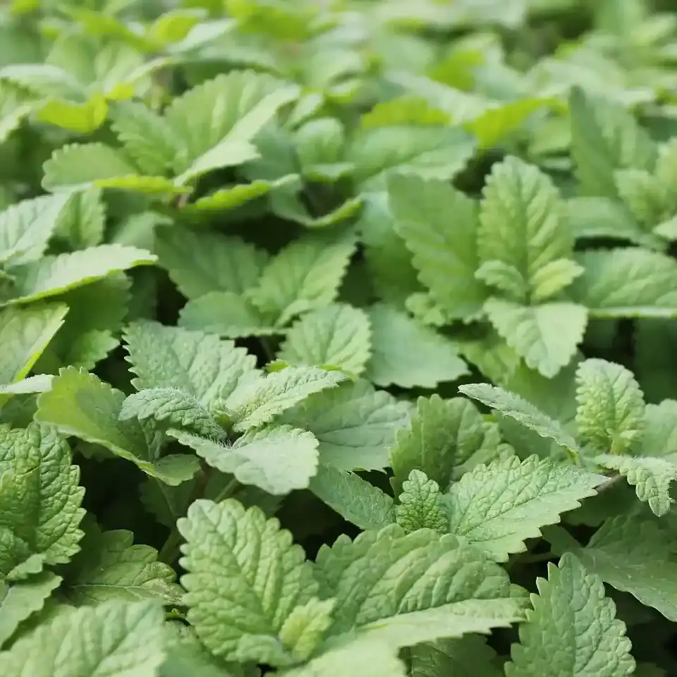 Semillas Hortalizas y Aromáticas | Más de 70 Variedades 30