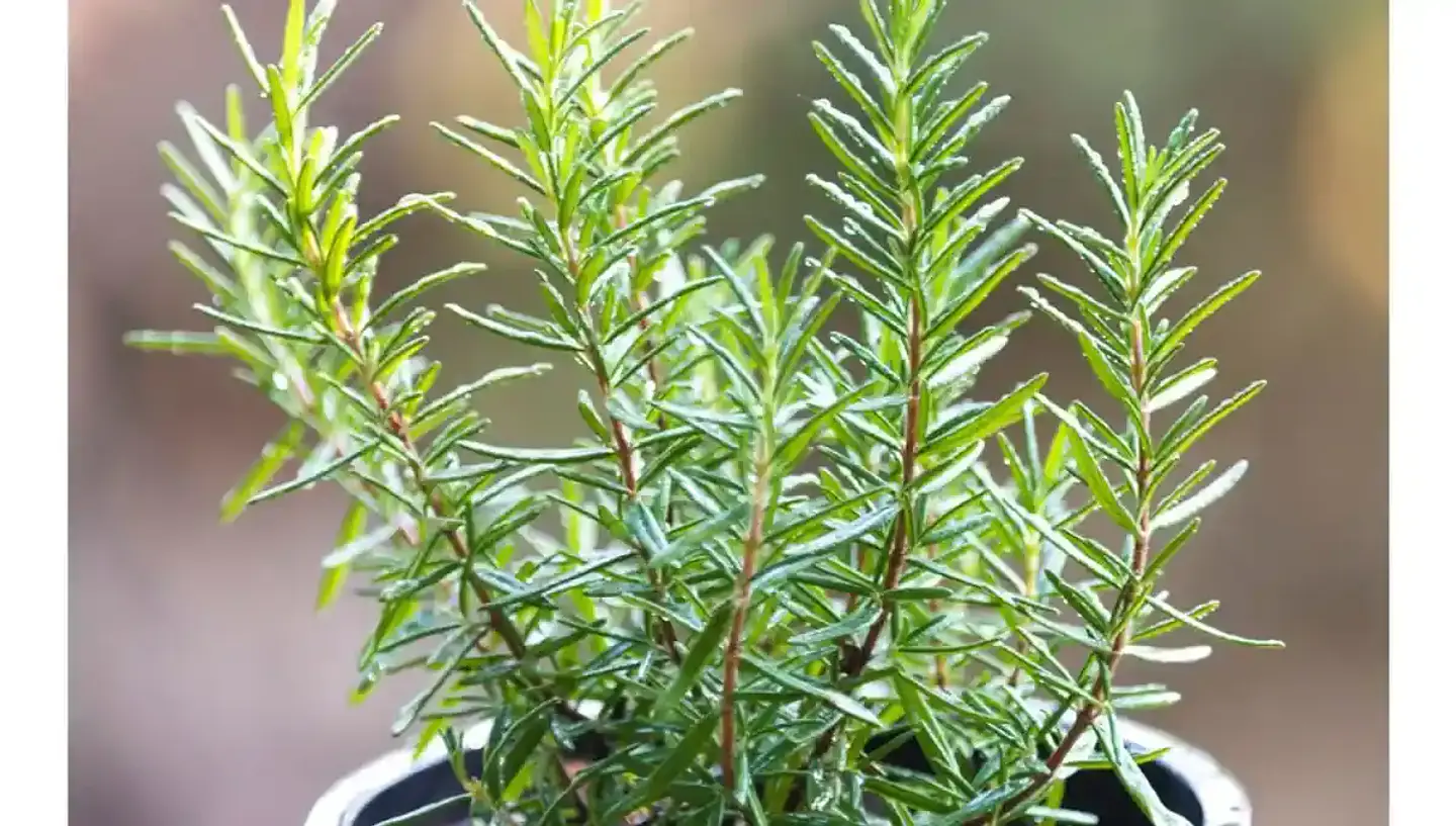 Semillas Hortalizas y Aromáticas | Más de 70 Variedades 31